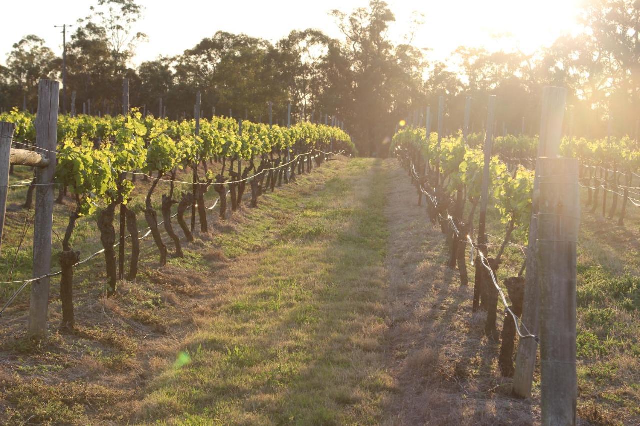 Blueberry Hill Vineyard Stay Rothbury Dış mekan fotoğraf